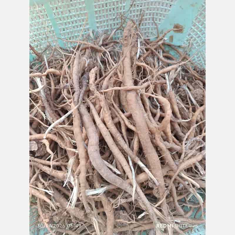 خرید گیاهان دارویی